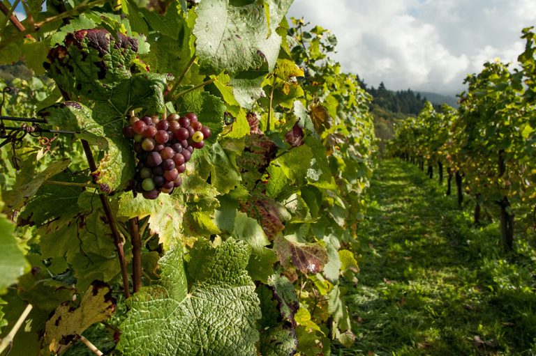 Domaine de Cazes