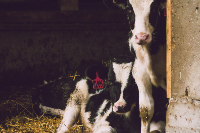 Ferme Duchamps