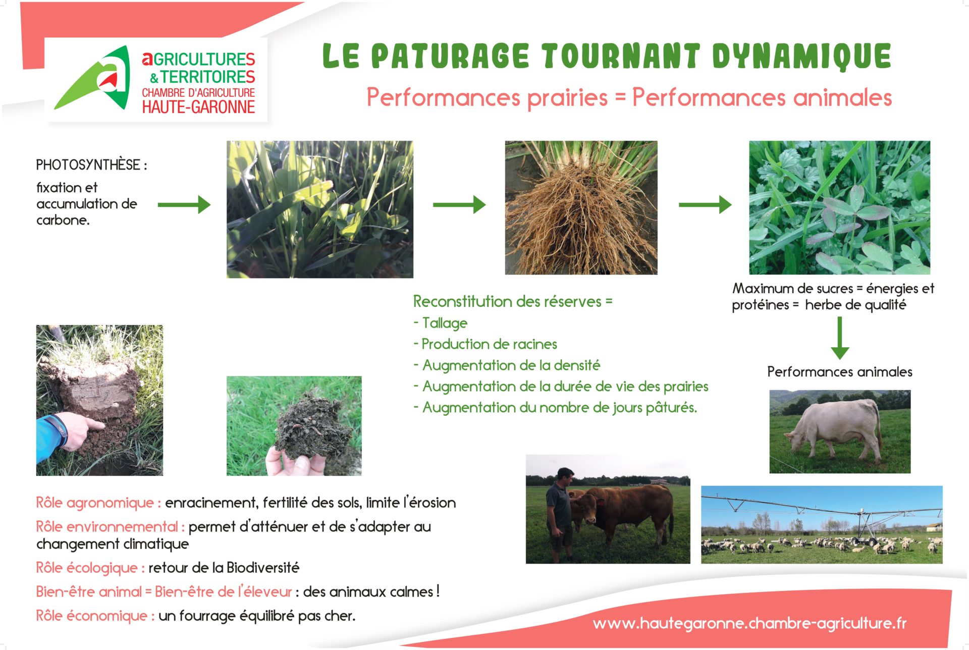 Muselière flexible pour pâturage pour pouliches ThinLine – GS Equestrian