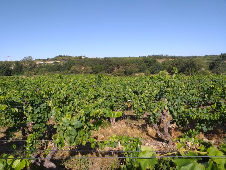 Domaine Guinand